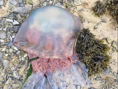Огромную медузу выбросило на берег Австралии / медуза, фауна
