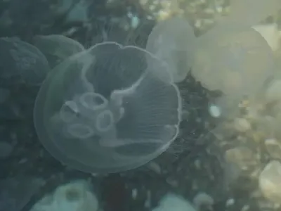 Самая большая медуза в черном море - 70 фото
