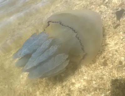 BB.lv: Огромная медуза способна жалить с применением 200 ядов
