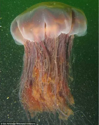 Большая медуза, пудрового цвета, …» — создано в Шедевруме