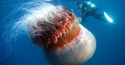 Самая крупная медуза мирового океана - Цианея. Где обитает? Необычные  факты. | Туристка из Сибири | Дзен