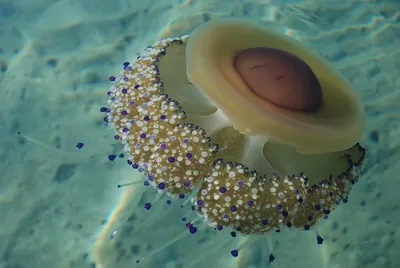 Медуза с фиолетовой каемкой в черном море (40 фото) - 40 фото