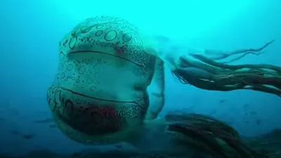 Огромную медузу выбросило на берег Австралии / медуза, фауна