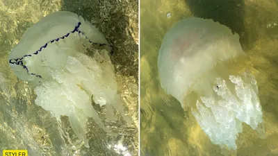 Новый вид огромной медузы попал на видео дайверов | Стайлер