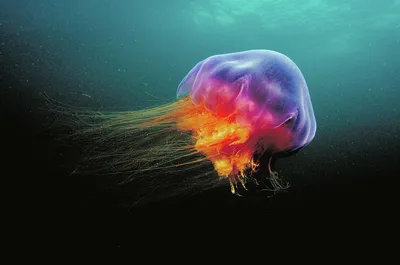 Большая Медуза — стоковые фотографии и другие картинки Медуза - Медуза,  Море, Океанариум - iStock