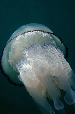 медузы плавают под водой, картина медузы, медуза, морская жизнь фон  картинки и Фото для бесплатной загрузки