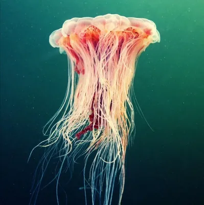 Огромная Медуза, полимерные формы, подставка, фотообои для рукоделия,  литье, морская жизнь, тема океана, силиконовые формы | AliExpress