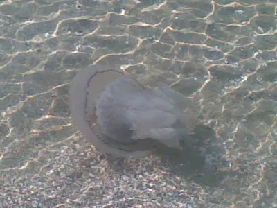 На одесских пляжах началось нашествие медуз-корнеротов