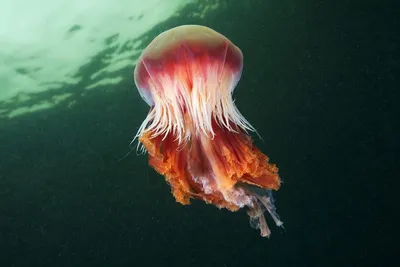 Азовское море и Таганрогский залив заполнили огромные медузы | ИА Красная  Весна
