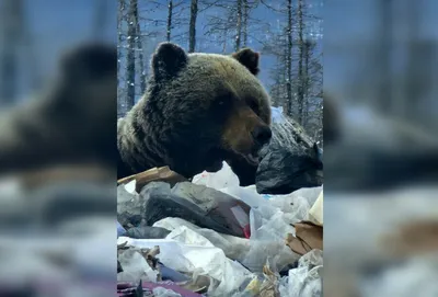 Жители Кузбасса заметили огромного медведя, перебегающего дорогу | ОБЩЕСТВО  | АиФ Кузбасс