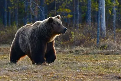 Портрет огромного медведя во всей рамке, зверь огромен и загорен по солнцу  Огромный сильный бурый медведь Стоковое Фото - изображение насчитывающей  смотреть, россия: 146288648