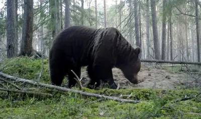 Огромный медведь стал самым близким другом супружеской пары из США | 12  канал