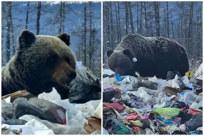 Бурый Медведь Вблизи Большой Массивный Лесной Хищник Опасное Животное  Человека стоковое фото ©NIKO_Cingaryuk 538070538