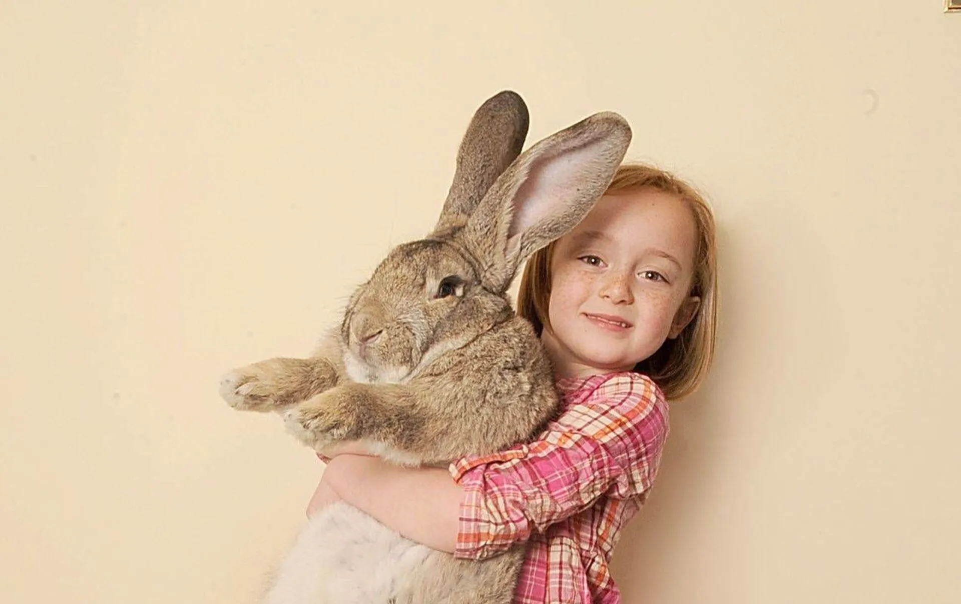 Где сейчас кролик. Девочка с кроликом. Кролик на руках. Огромный заяц. Кролик для детей.