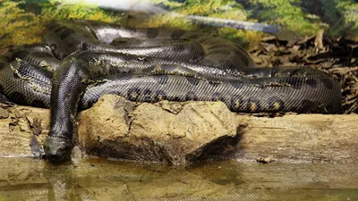 Летающие и гигантские змеи: чего мы не знаем о пресмыкающихся — 09.02.2022  — Lifestyle на РЕН ТВ
