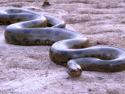 9 Самых больших змей на планете ! | Олег Розевика | Дзен