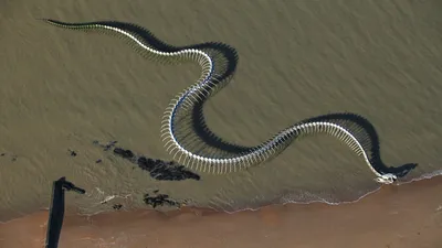 130-метровый змей в Луаре