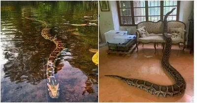 Самые большие змеи в мире: 15 фото