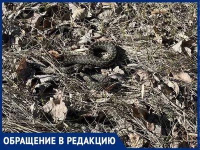 На видео засняли ученого, испытавшего самый болезненный укус огромной змеи  | Gamebomb.ru