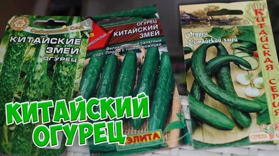 Семена огурцов 🌱 ОГУРЦЫ КИТАЙСКОЙ СЕЛЕКЦИИ 🌱 Обзор hitsadTV - YouTube