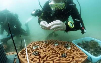 Кто проживает на дне океана: как в Гонконге печатают рифы на 3D-принтере |  РБК Тренды