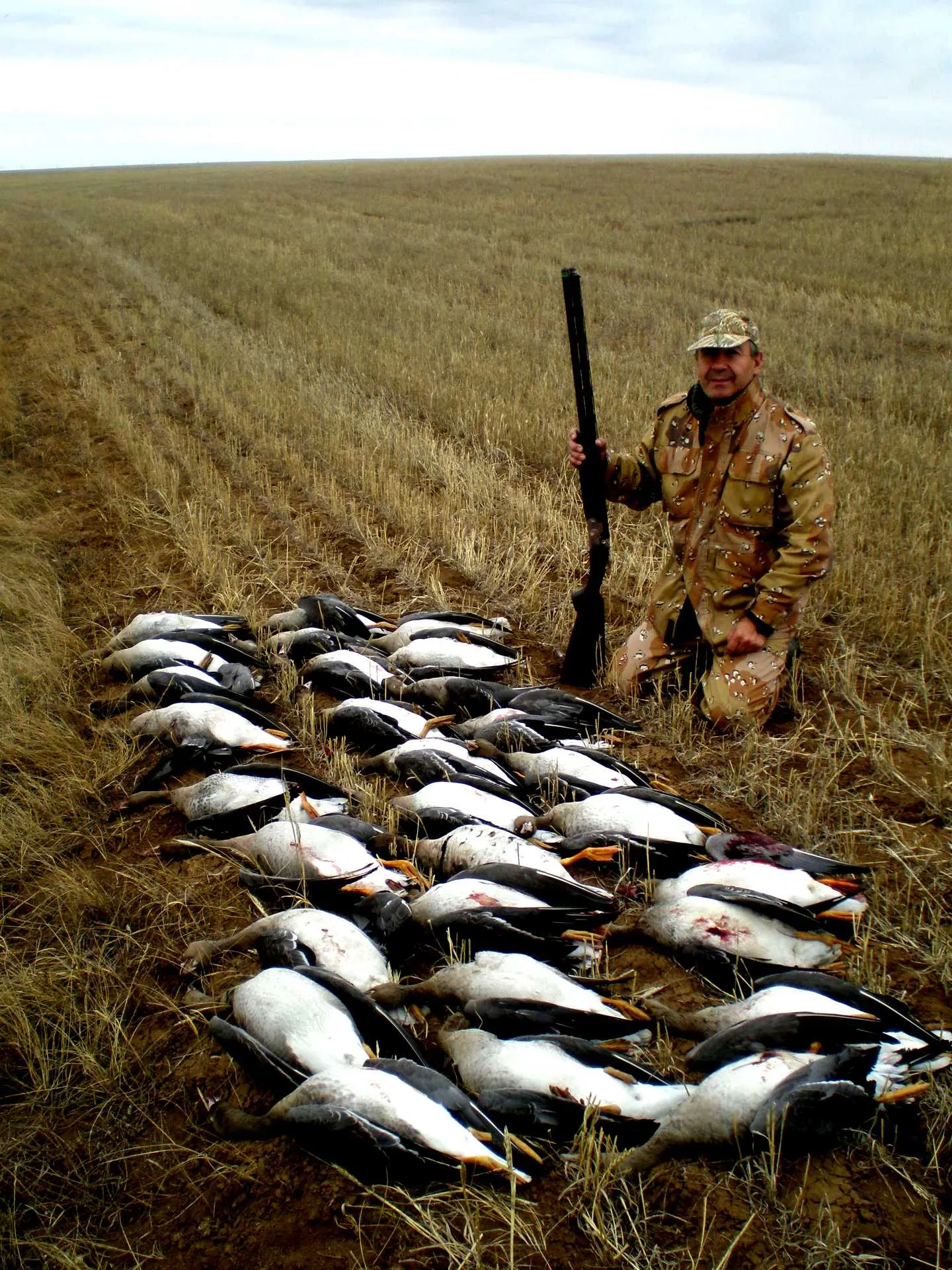 Где охотиться на гуся. Охота на гуся в Казахстане в 2022 году. Охота на гуся в Териберке.