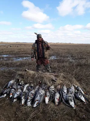 Охота на гуся | Охота на гуся в Беларуси