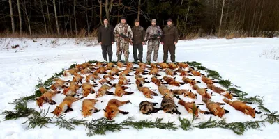 Охота на лис – аргументы в защиту - Відкритий ліс