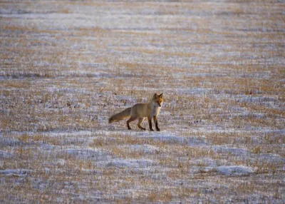 🦊 Охота на лису: с гончими, с манком, зимой – GetHunt