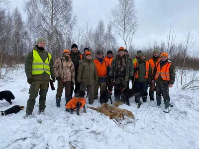 Путевка на охоту на лису | Охотничье хозяйство \"Васильево\"