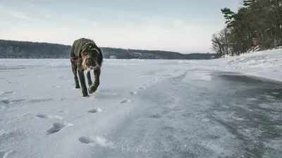 Охота на лису: c норными в стогах - Русский охотничий портал