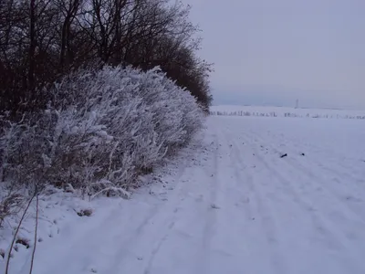 Охота на лису с манком, норными или гончими | Блог охотника | «Охота-товар»