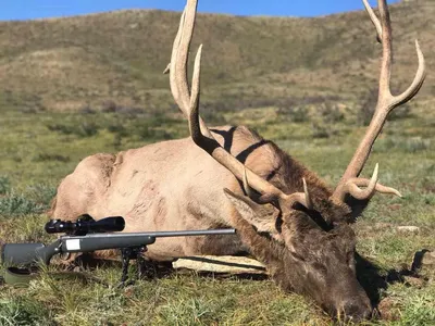 🦌 Охота на оленей: северного, благородного, пятнистого – GetHunt