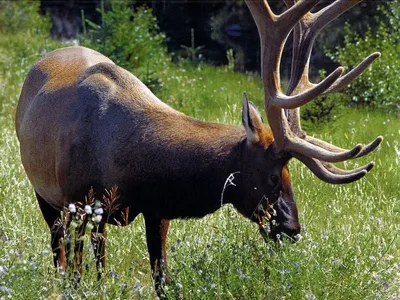 🦌 Охота на оленей: северного, благородного, пятнистого – GetHunt