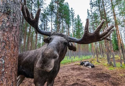 Охота на оленя в Шотландии - Охотники.ру