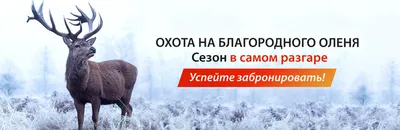 Охоты На Оленя Техасский | AfricaHunting.com