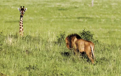 Фото Охота льва / Panthera leo на жирафа / Giraffa camelopardalis в  заповеднике Масаи-Мара, Кения / Maasai Mara, Kenya, фотограф Габриэла  Стэблер / Gabriela Staebler