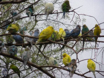 Окрасы волнистых попугаев - цвета, фото разных окрасов | Budgies, Parakeet,  Parrot