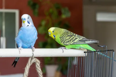 Купить волнистого попугая в Минске. Говорящий волнистый попугай на Fauna.by