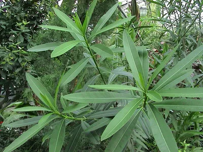 Коллекции растений ЦСБС СО РАН - Nerium oleander L. - Олеандр обыкновенный