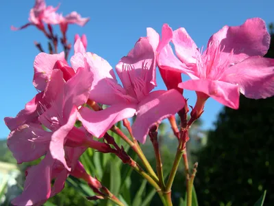 Олеандр (Nerium oleander) — путеводитель по отдыху в Крыму