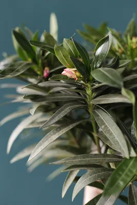 Нериум Олеандр (Nerium oleander) 90 см по выгодной цене в Минске, купить  Декоративно-лиственные растения с доставкой в интернет-магазине Cvetok.by