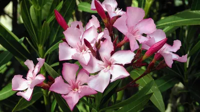 Олеандр: описание цветка, уход за комнатным растением, выращивание дома