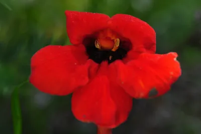 В Сочи зацвели ядовитый олеандр и аленький цветочек — паразит