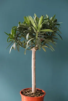 Нериум Олеандр (Nerium oleander) 90 см по выгодной цене в Минске, купить  Декоративно-лиственные растения с доставкой в интернет-магазине Cvetok.by