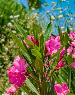Олеандр — кипрский цветок-загадка - Блоги Кипра