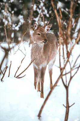 Молодой Олень -Deer. Фотограф Etkind Elizabeth