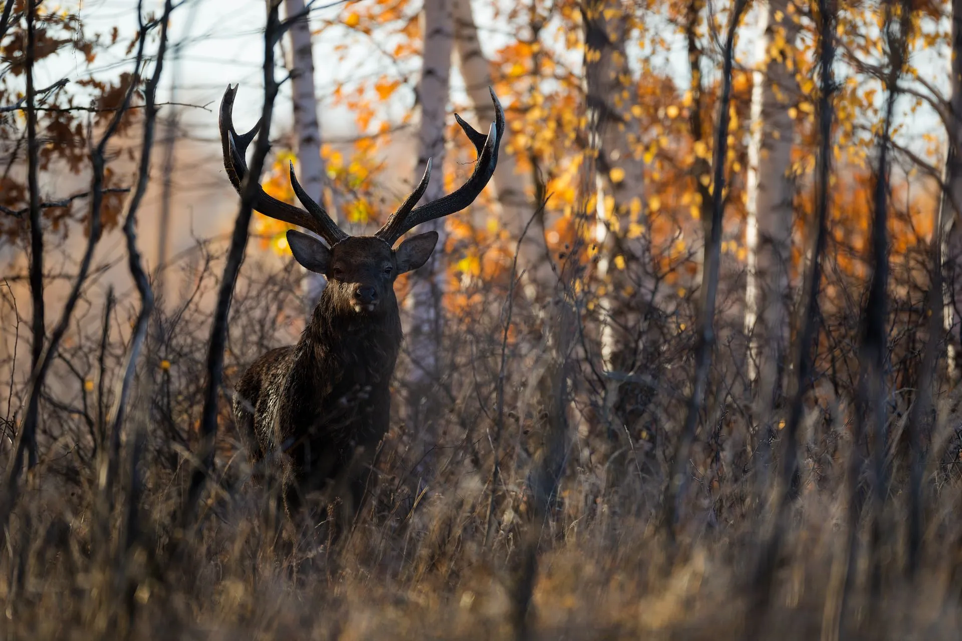 Благородный олень (Cervus elaphus) - Природный парк Олений Благородный олень (Cervus elaphus) - Природный парк Олений