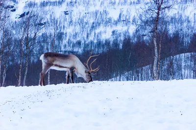 Олень | зима | deer | winter | 鹿 |冬 | rusa | musim dingin | Зима, Олень,  Рождество