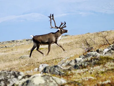 Северный олень (Rangifer tarandus)